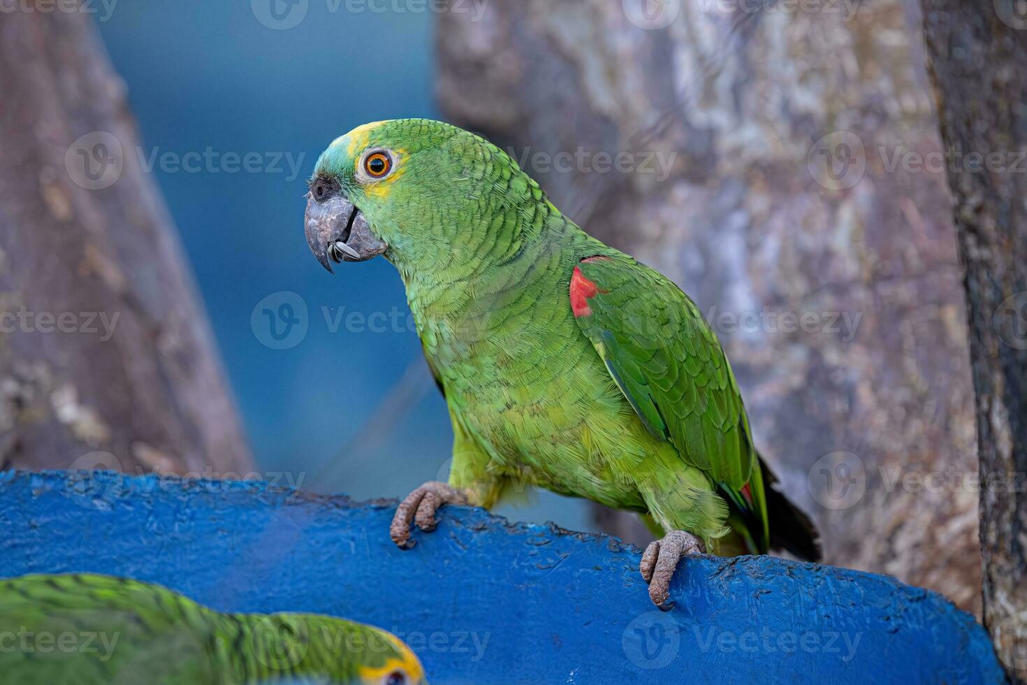 vuxen turkos frontad papegoja foto