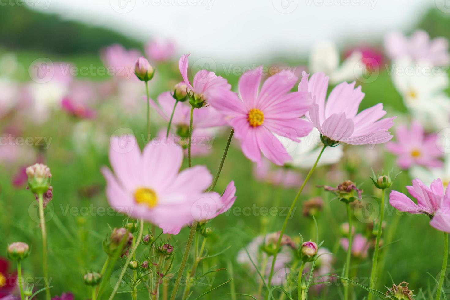 vacker kosmosblomma foto