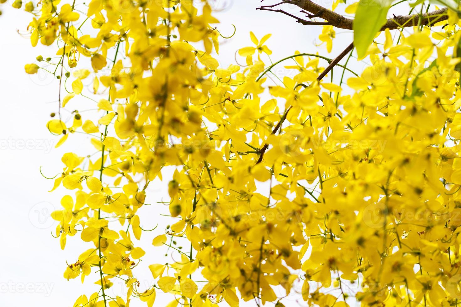 gyllene dusch träd, gula blommor bakgrund foto