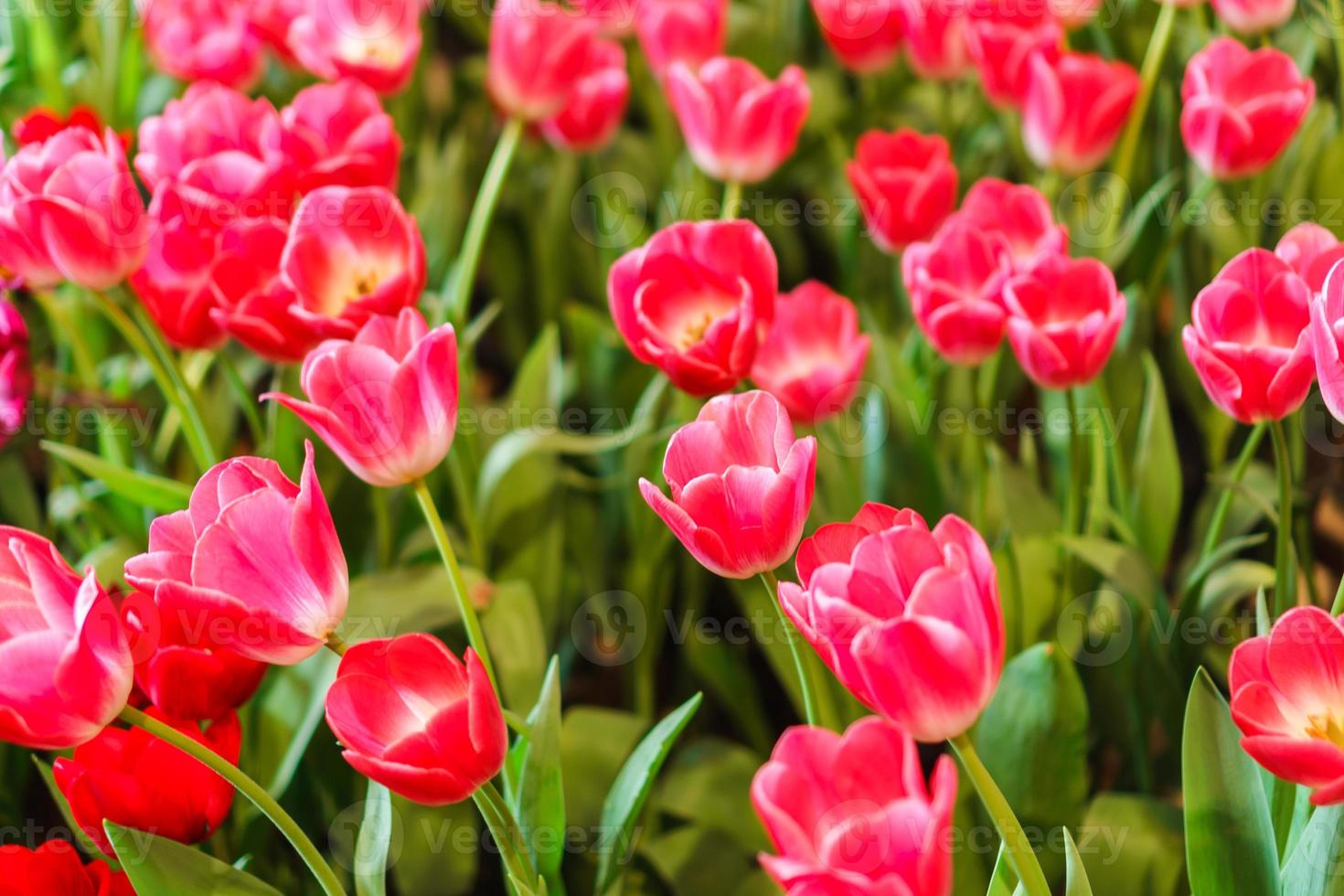 vackra röda tulpaner, blomma bakgrund foto