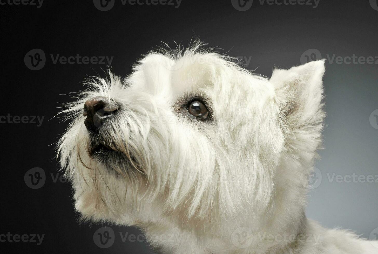 väst högland vit terrier porträtt i studio foto