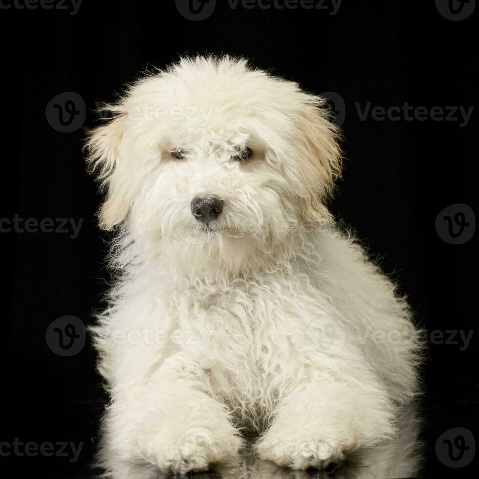 studio skott av en söt tibetan terrier valp foto