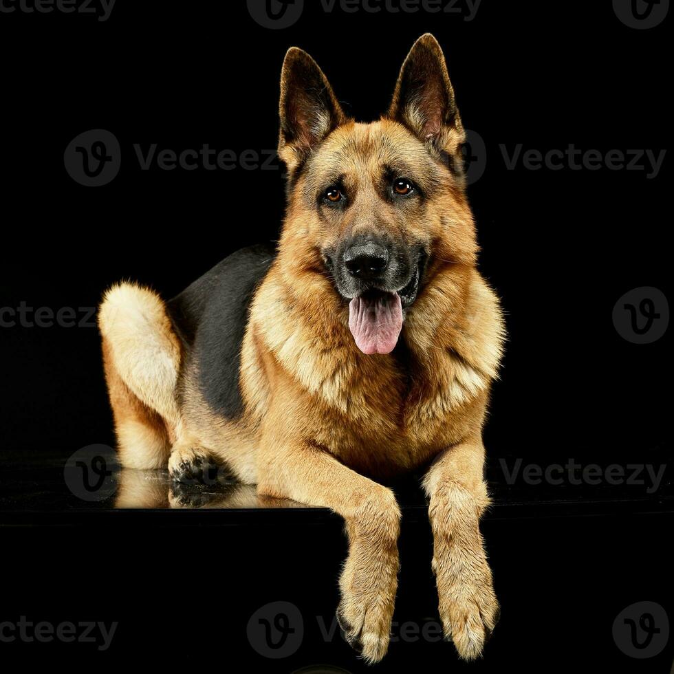 studio skott av ett förtjusande tysk herde hund foto
