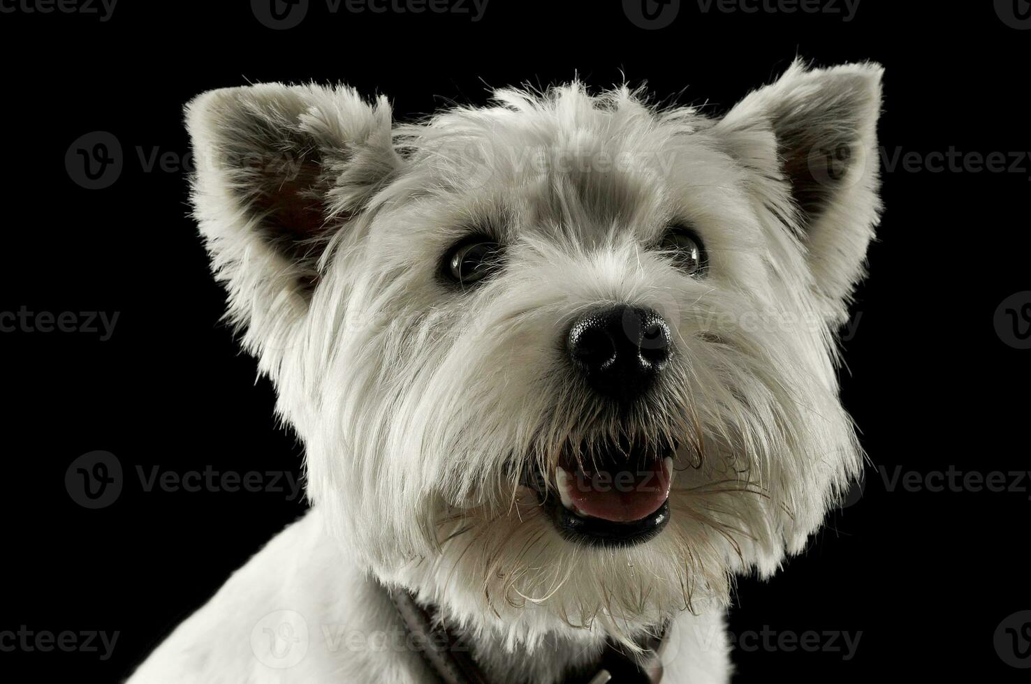 väst högland vit terrier vakande i en studio med mörk bakgrund foto