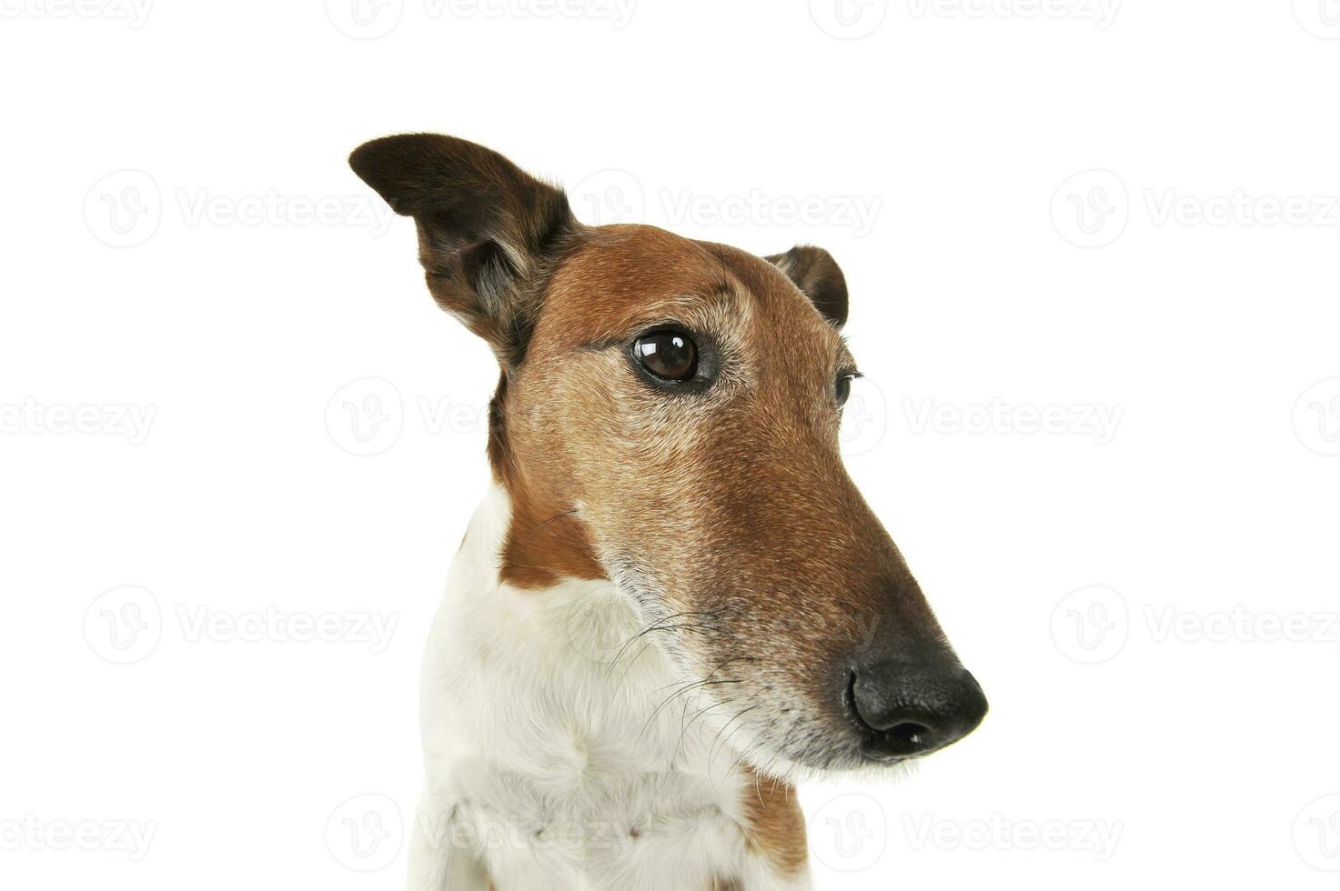 porträtt av en bedårande jack russell terrier foto