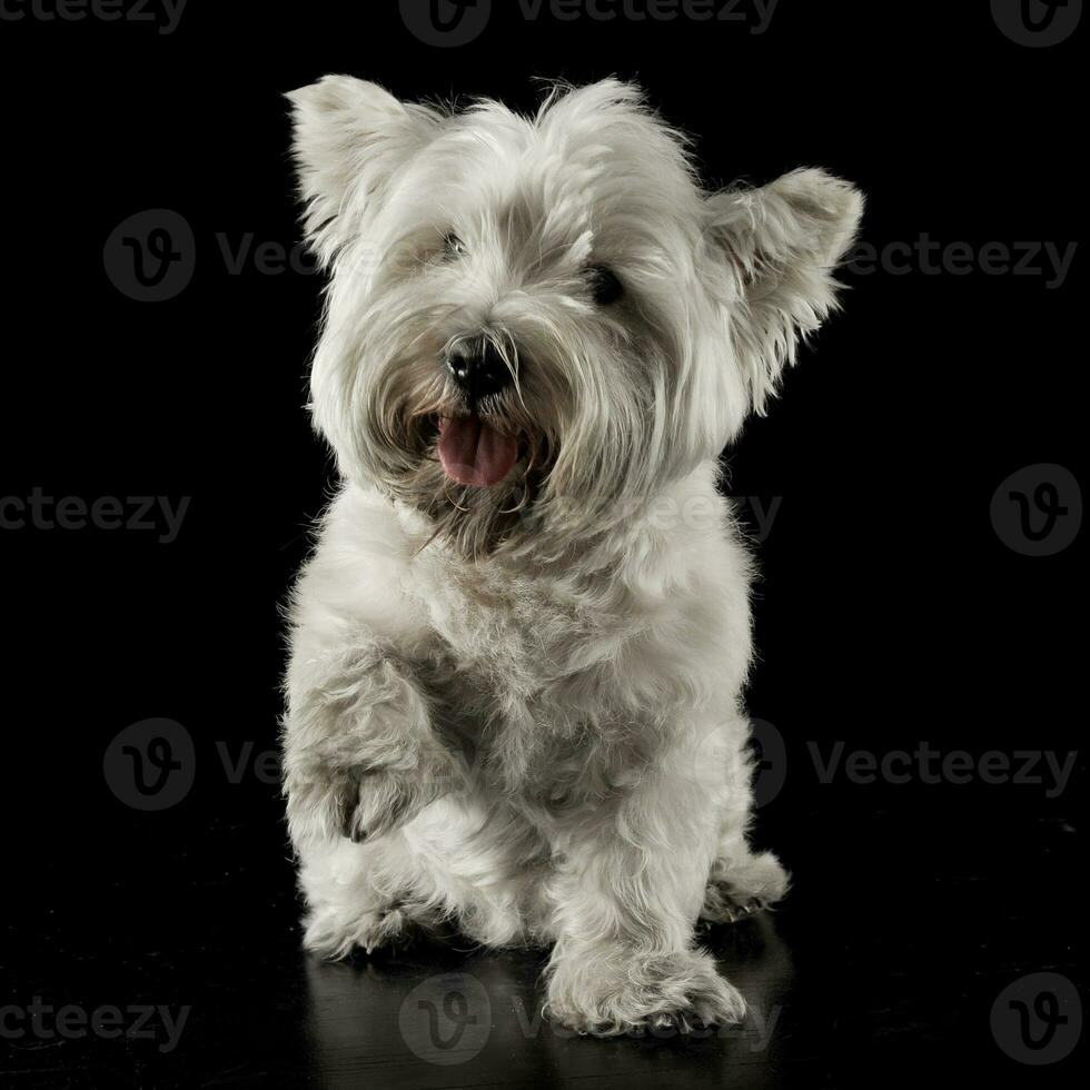 väst högland vit terrier gående i de svart studio foto