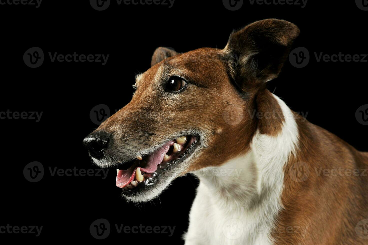 porträtt av en bedårande jack russell terrier foto