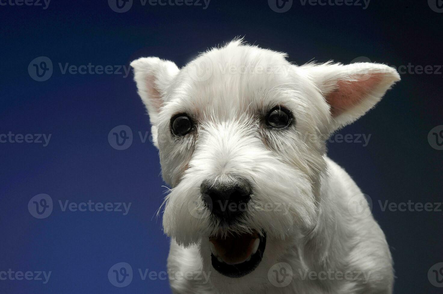 väst högland vit terrier i en blå bakgrund foto