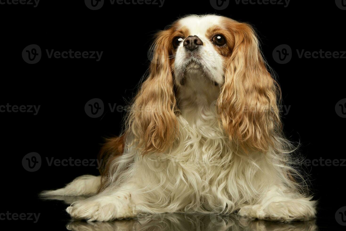 studio skott av ett förtjusande amerikan cockerspaniel spaniel foto