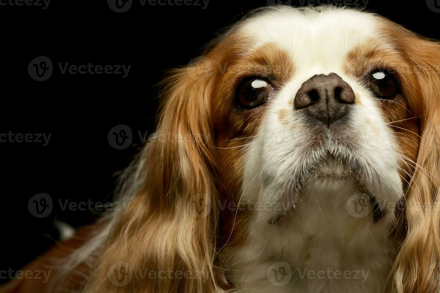 porträtt av ett förtjusande amerikan cockerspaniel spaniel foto