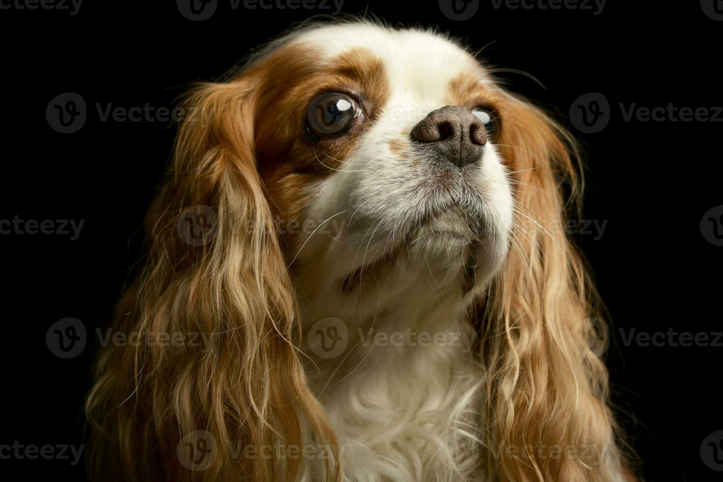 porträtt av ett förtjusande amerikan cockerspaniel spaniel foto