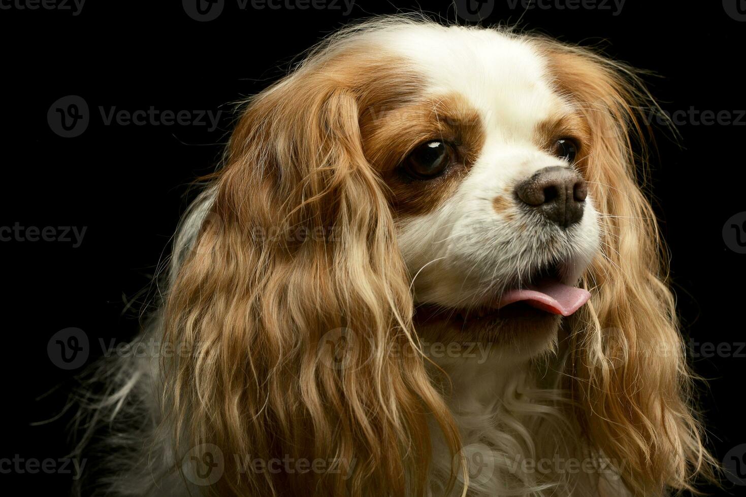 porträtt av ett förtjusande amerikan cockerspaniel spaniel foto