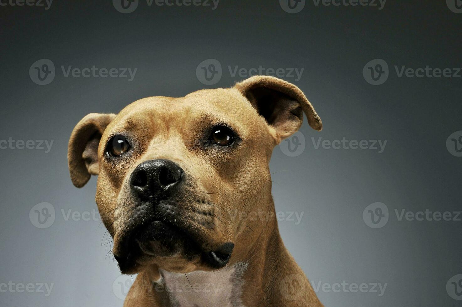 porträtt av ett förtjusande amerikan Staffordshire terrier ser nyfiket på de kamera foto