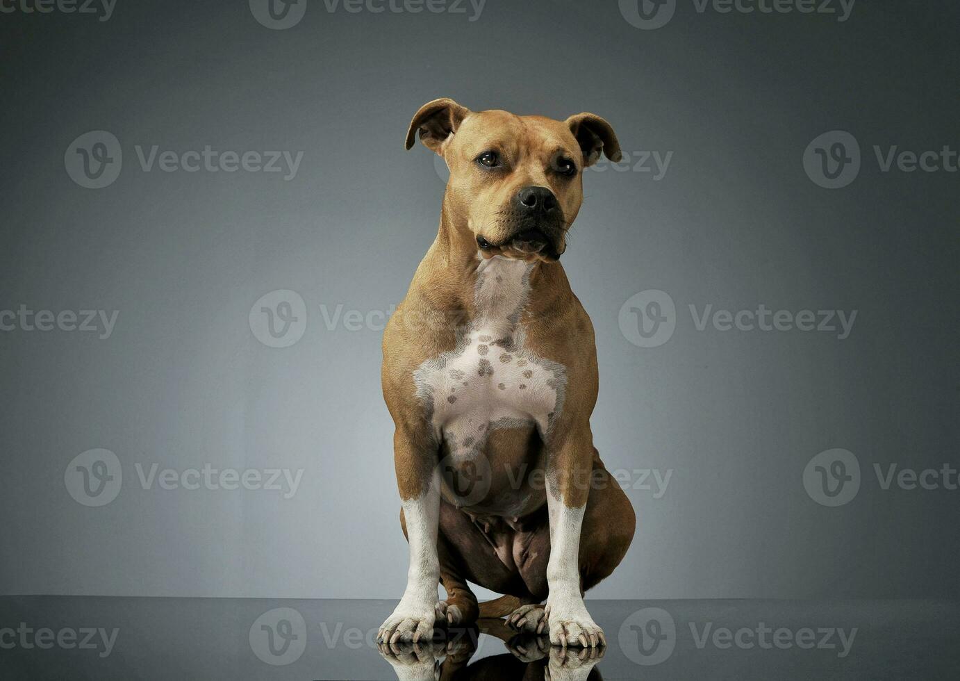 studio skott av ett förtjusande amerikan Staffordshire terrier Sammanträde och ser nyfiket foto