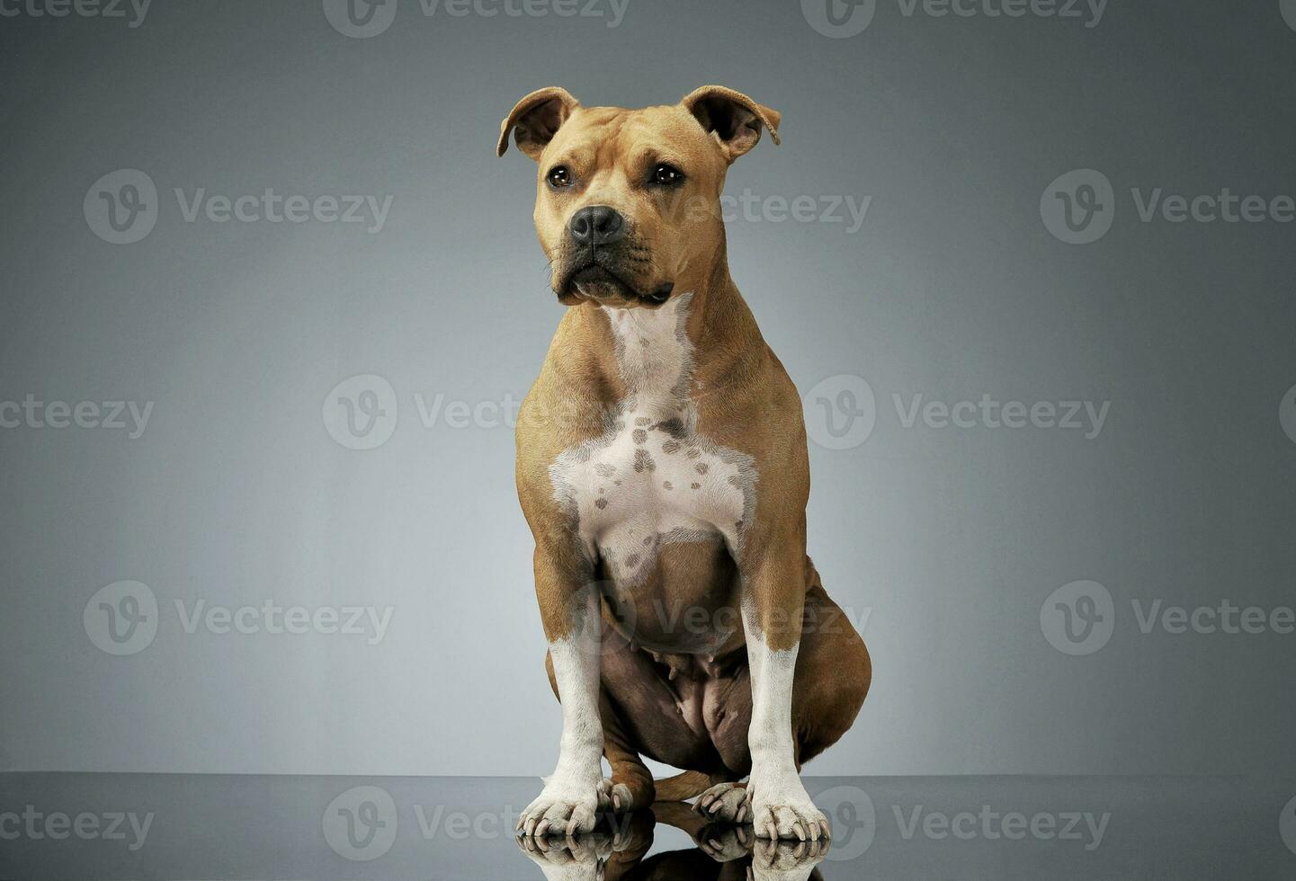 studio skott av ett förtjusande amerikan Staffordshire terrier Sammanträde och ser nyfiket foto