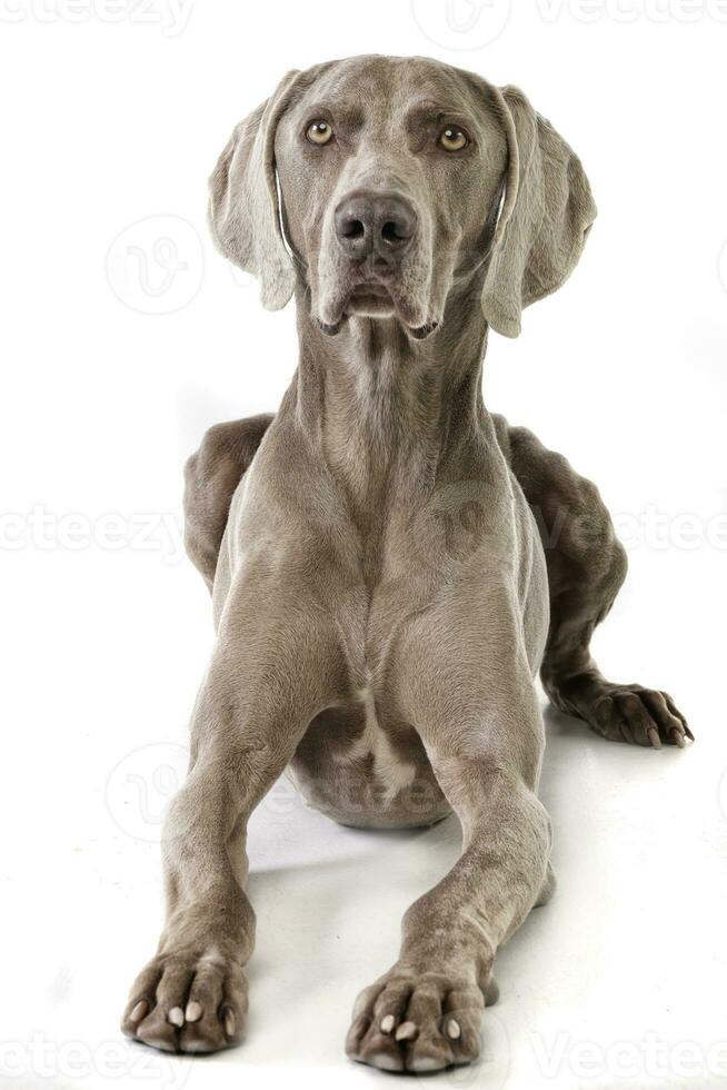 studio skott av ett förtjusande weimaraner foto