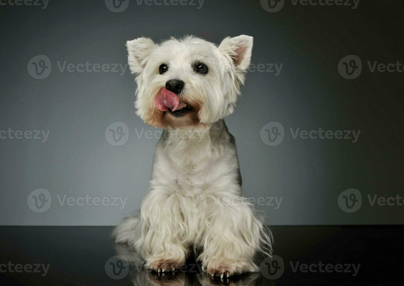 studio skott av ett förtjusande väst högland vit terrier westie foto