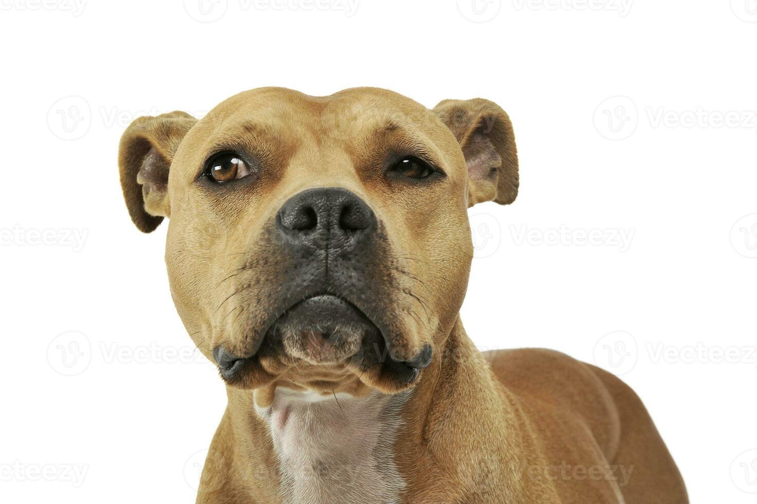porträtt av ett förtjusande amerikan Staffordshire terrier ser nyfiket foto