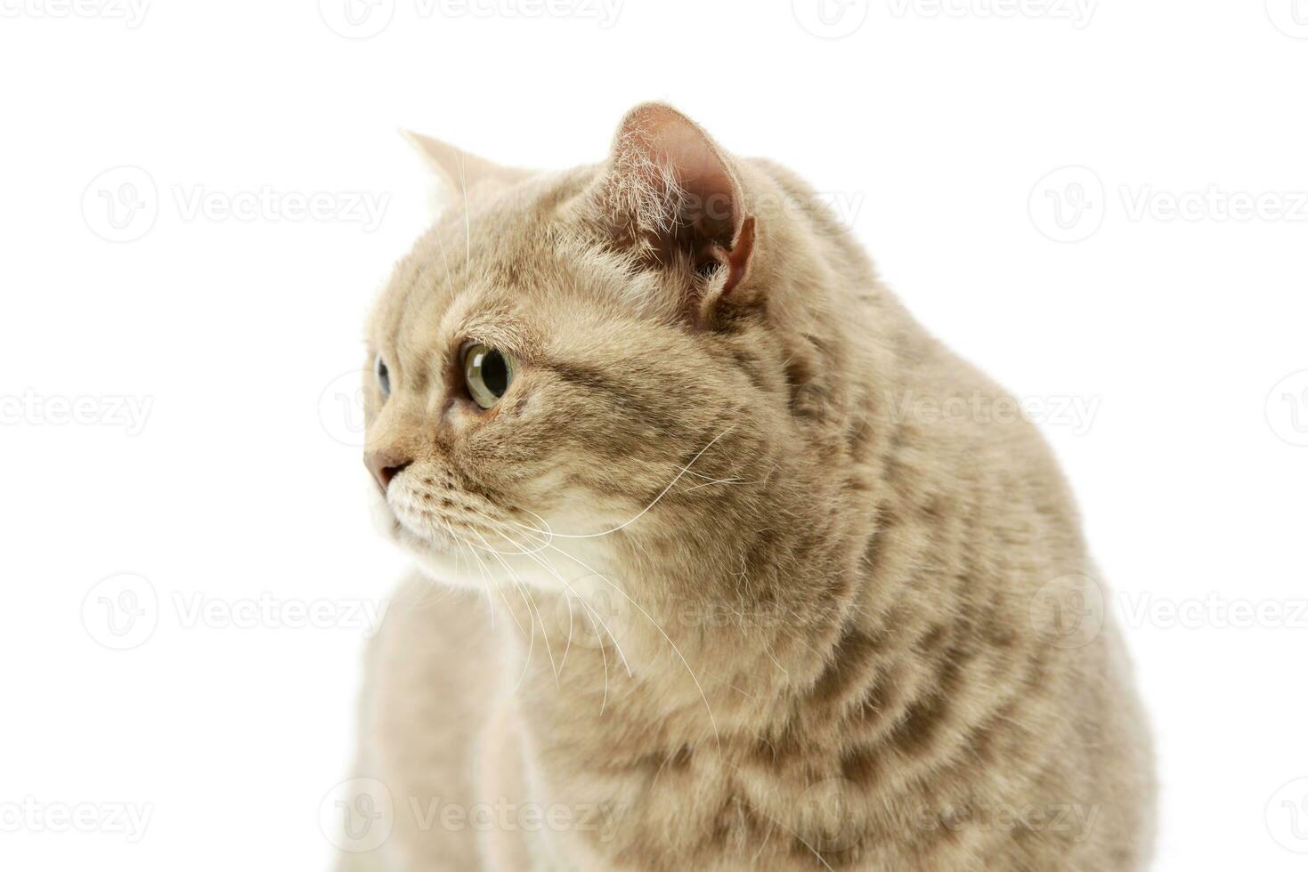 porträtt av en skön katt foto