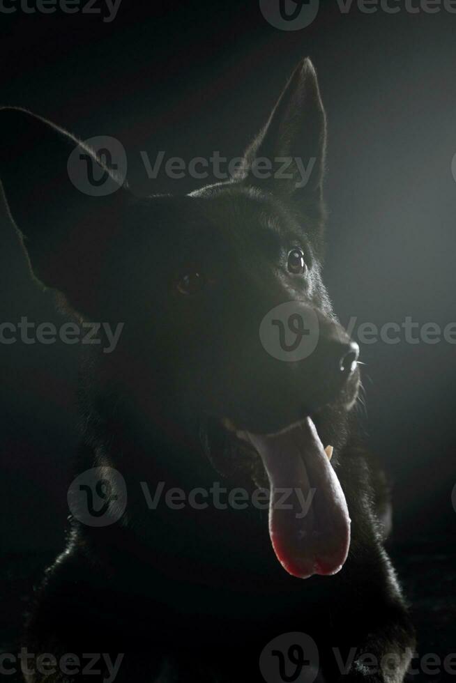 porträtt av en härlig herde hund foto