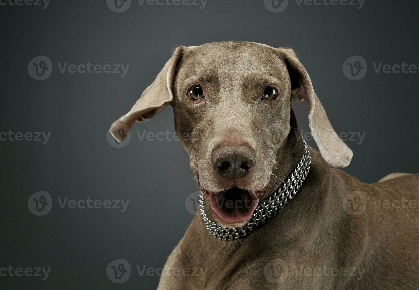 porträtt av ett förtjusande weimaraner hund ser nyfiket på de kamera foto