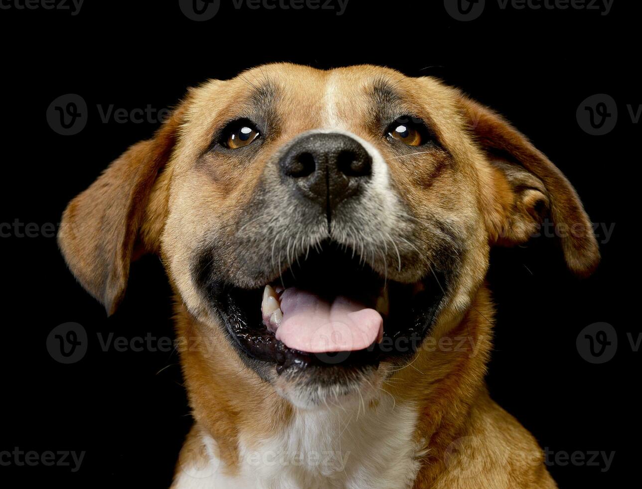 porträtt av ett förtjusande Staffordshire terrier foto
