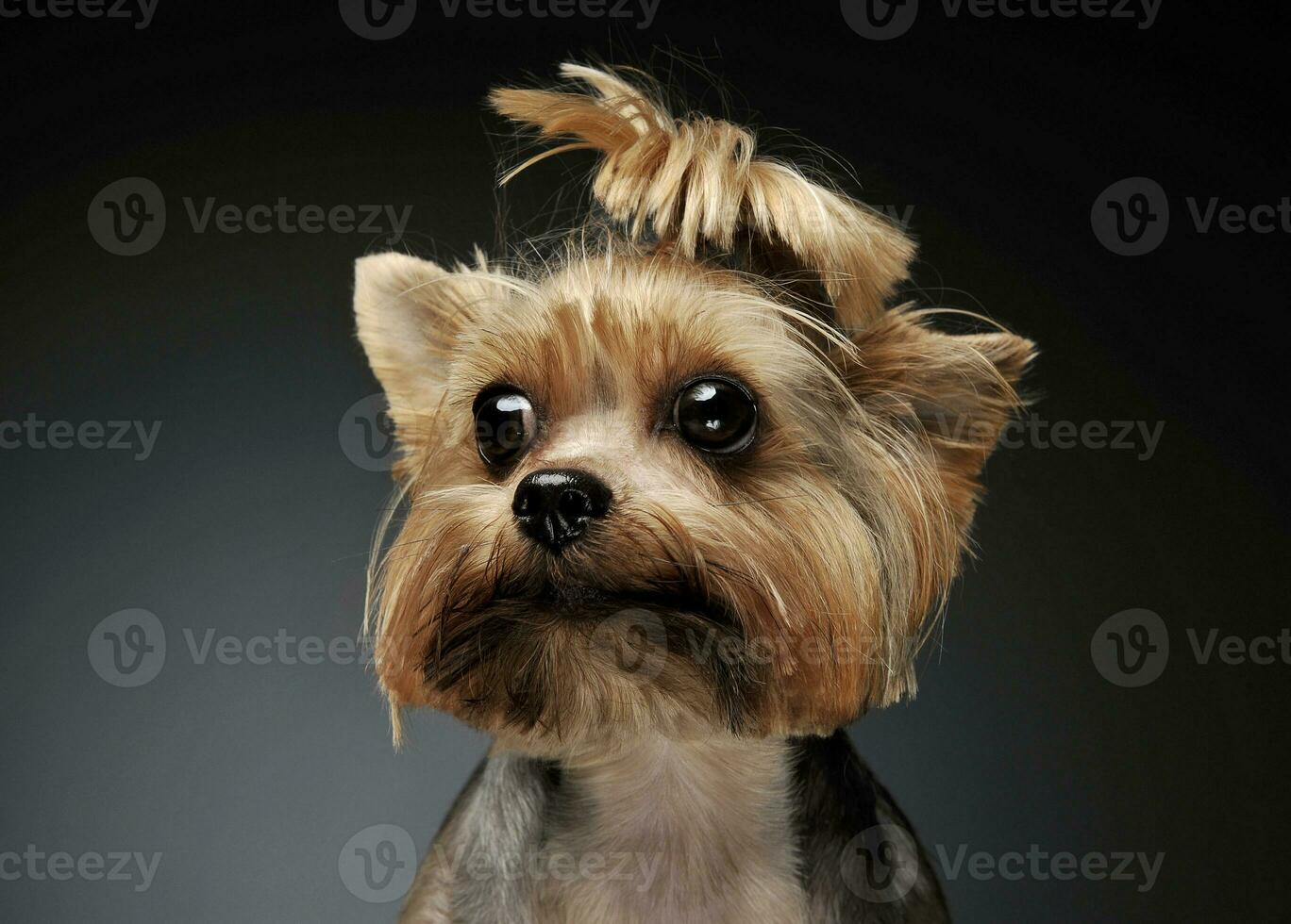 porträtt av ett förtjusande yorkshire terrier ser nyfiket på de kamera med rolig hästsvans foto