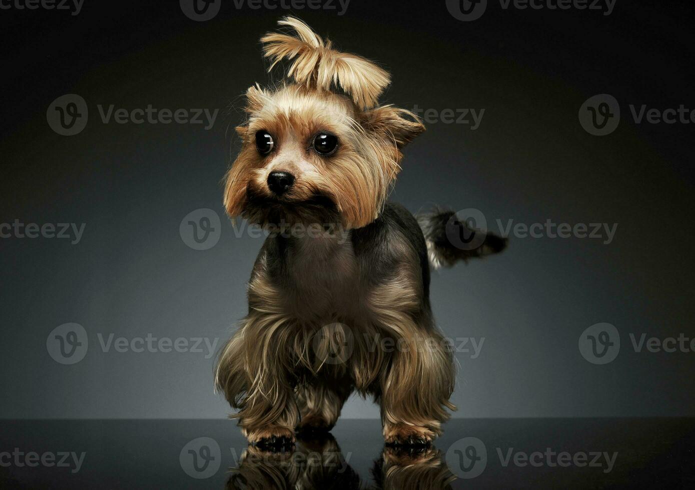 studio skott av ett förtjusande yorkshire terrier ser nyfiket med rolig hästsvans foto