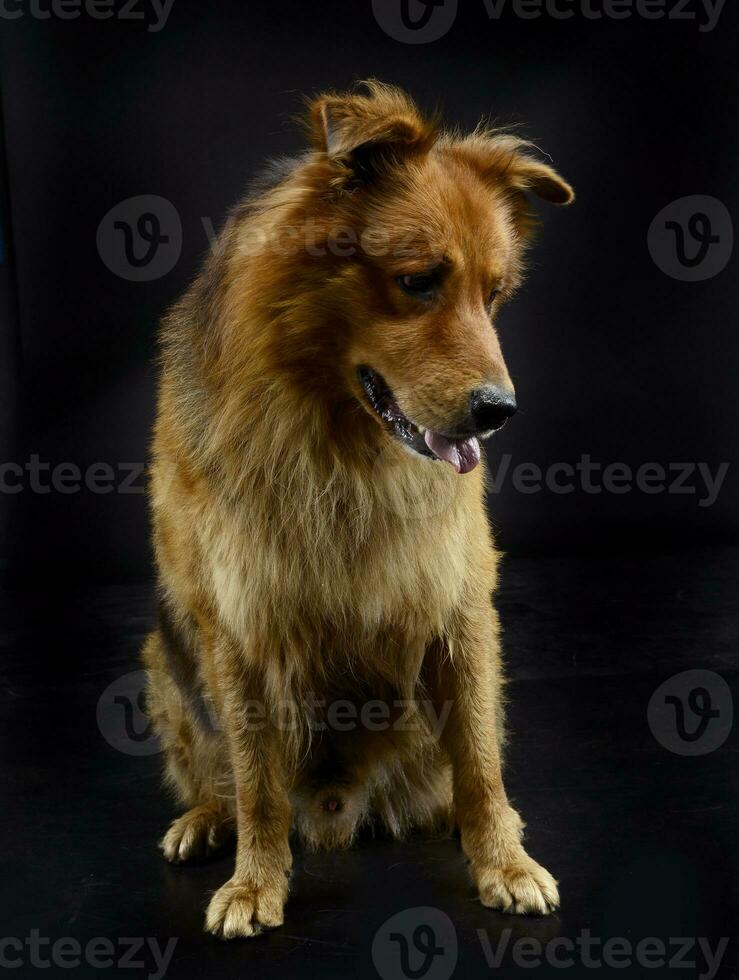 trevlig brun hund Sammanträde i de mörk studio golv foto