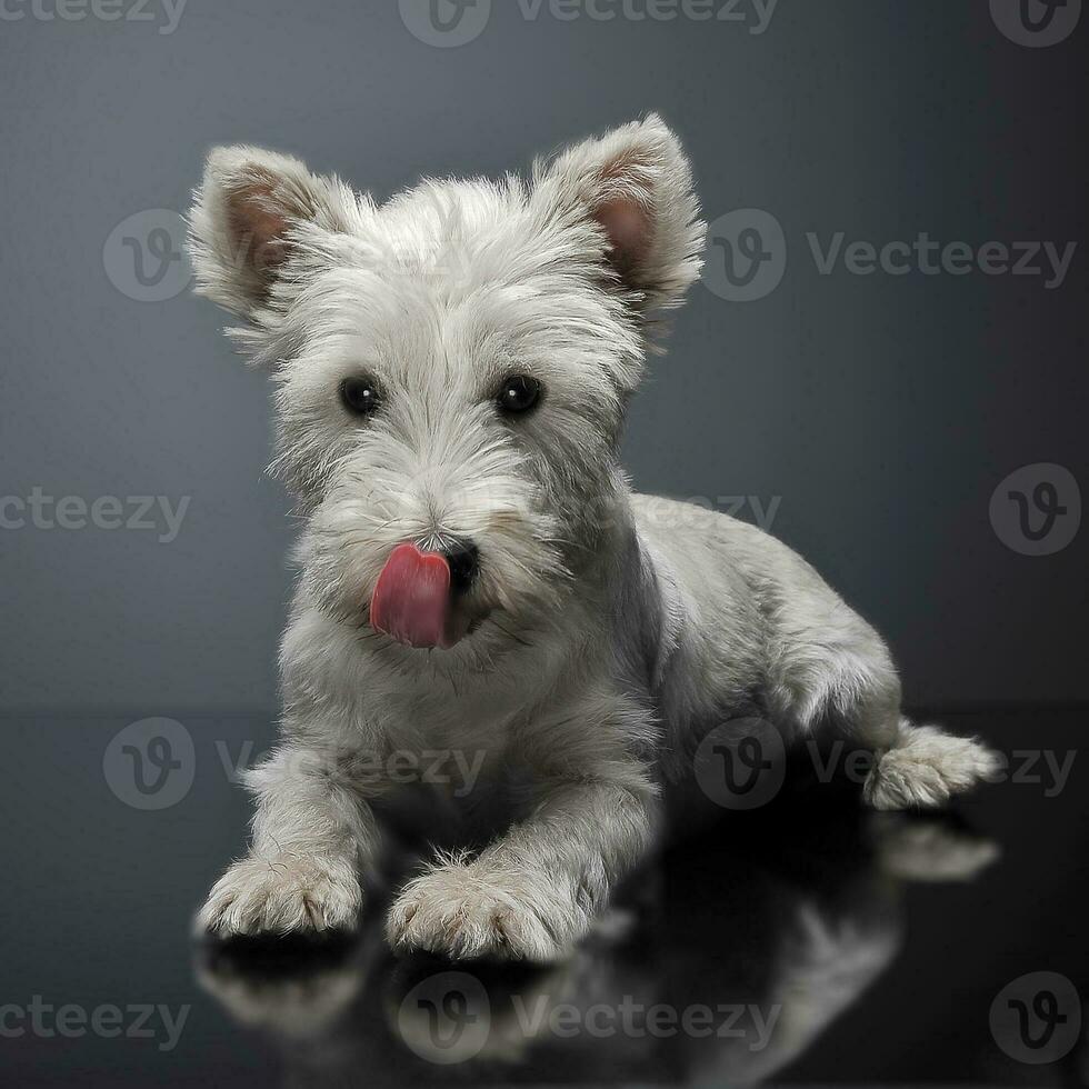 väst högland vit terrier liggande på de skinande studio golv foto