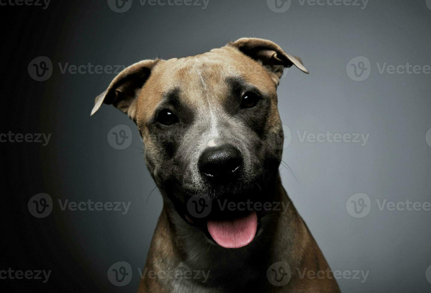 studio skott av en härlig Staffordshire terrier foto