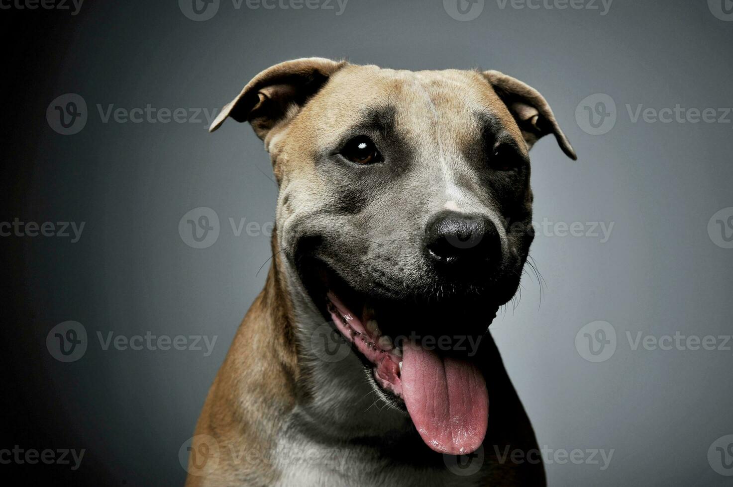 studio skott av en härlig Staffordshire terrier foto