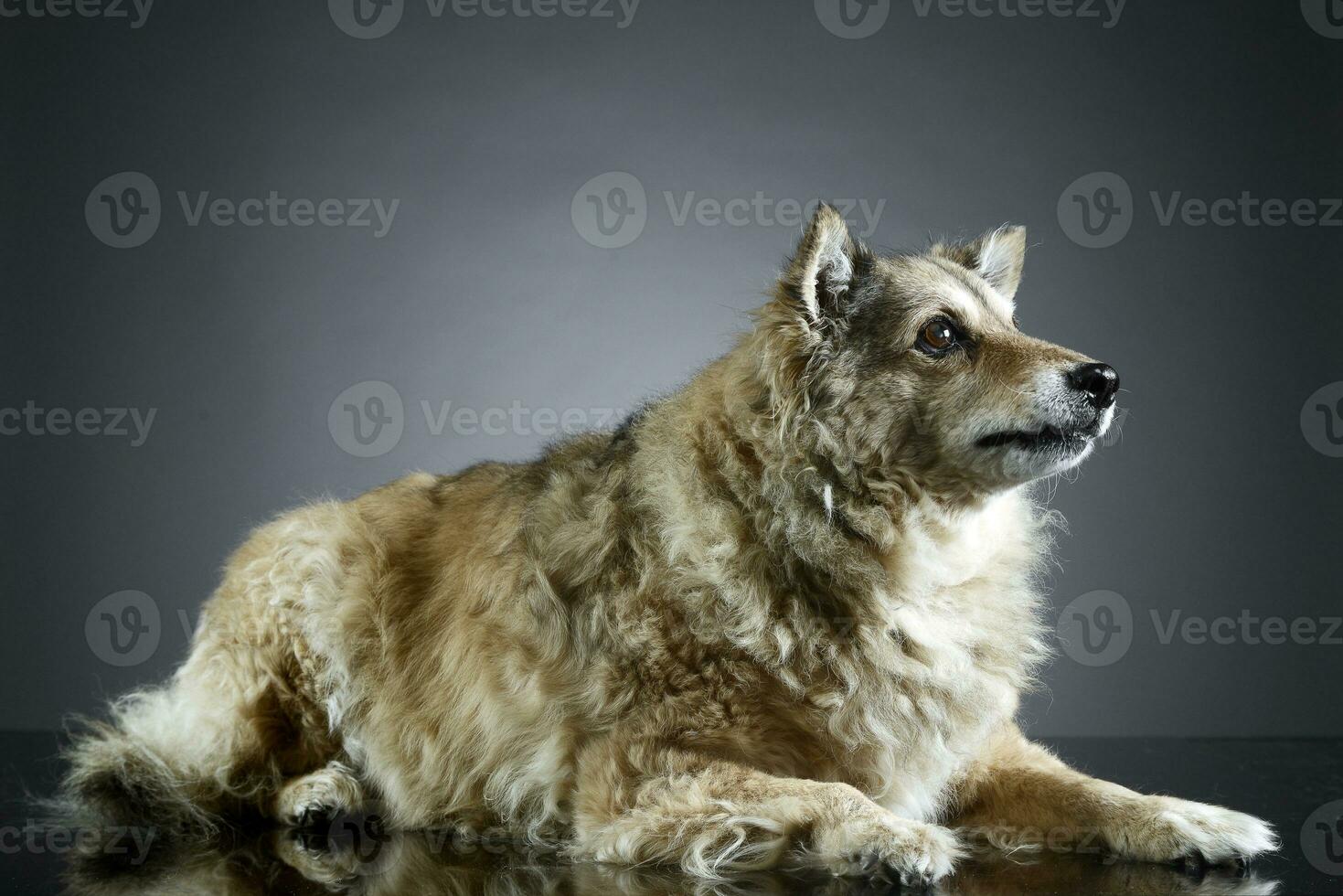 blandad ras rolig hund är avkopplande i en mörk Foto studio