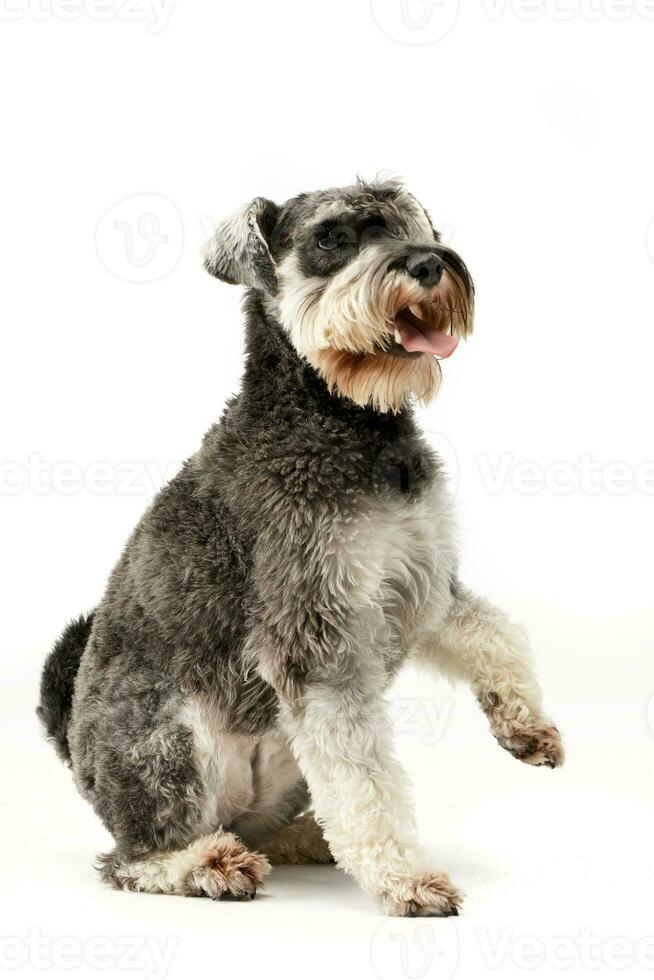 studio skott av ett förtjusande miniatyr- schnauzer foto