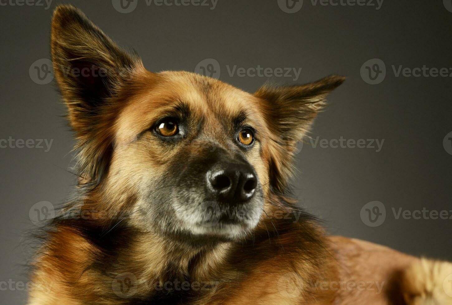 porträtt av ett förtjusande blandad ras hund foto