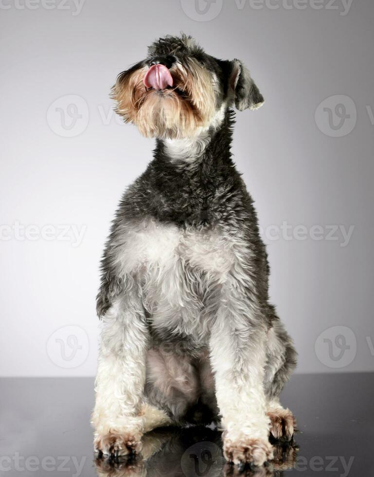 studio skott av ett förtjusande miniatyr- schnauzer foto