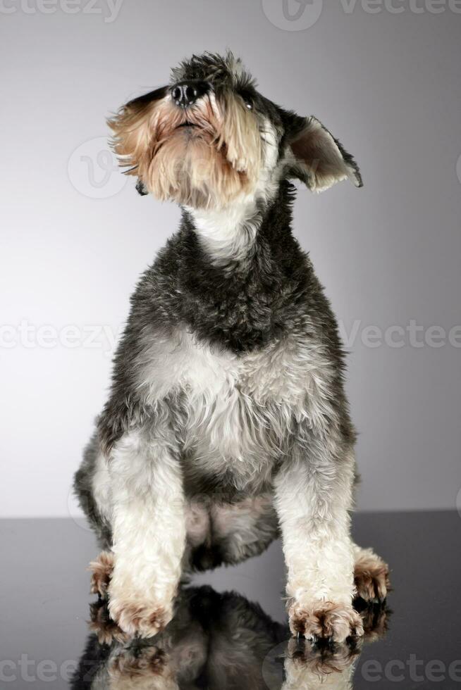 studio skott av ett förtjusande miniatyr- schnauzer foto