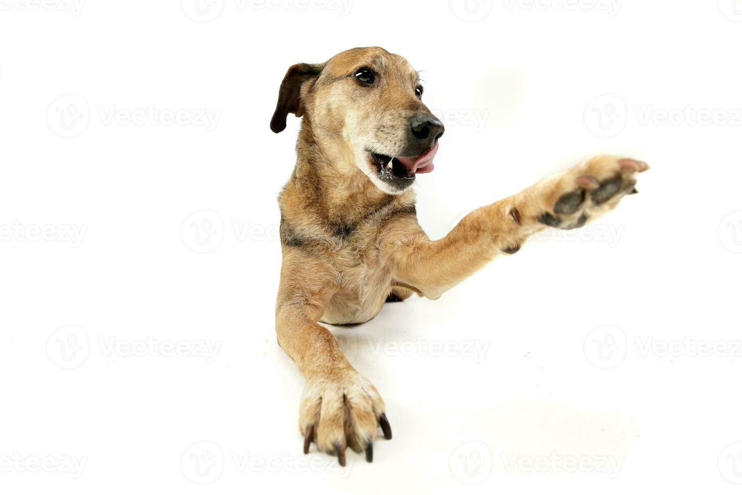 studio skott av ett förtjusande blandad ras hund foto