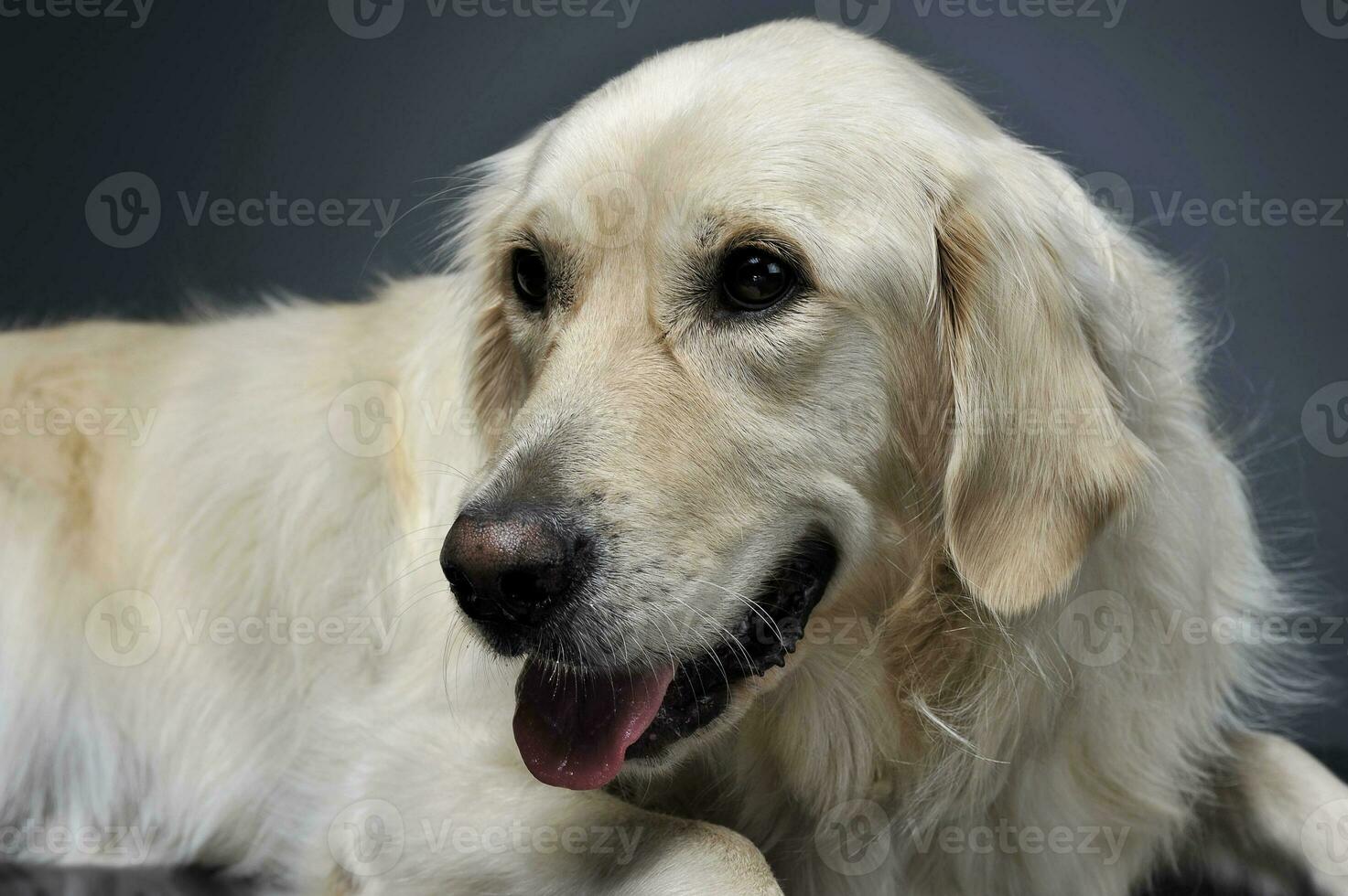 gyllene retriever porträtt i en mörk studio foto