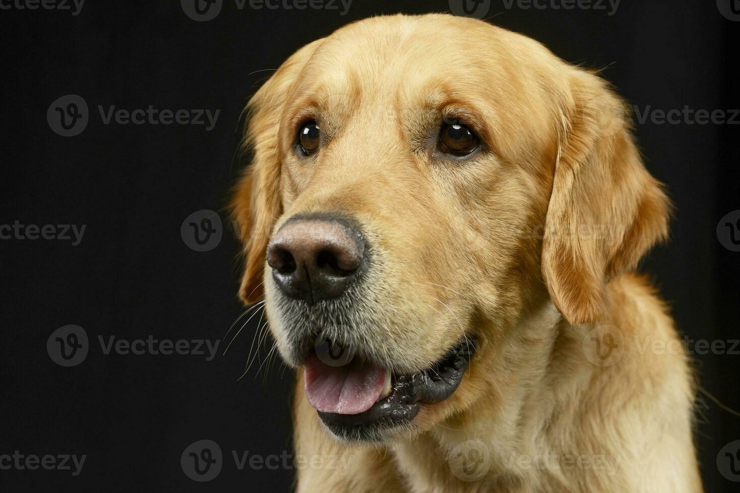 porträtt av ett förtjusande gyllene retriever foto