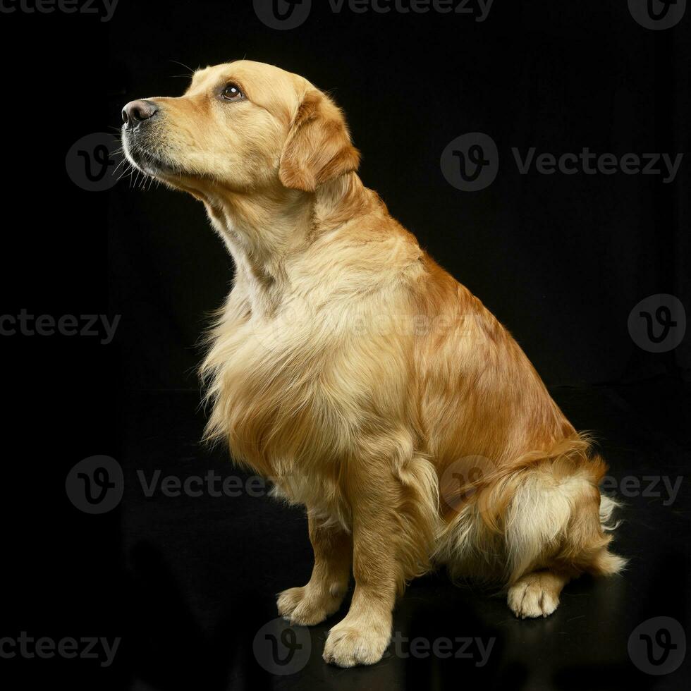 studio skott av ett förtjusande gyllene retriever foto