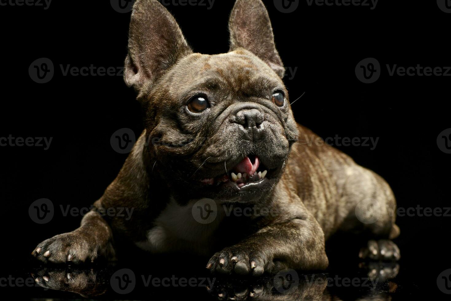 studio skott av ett förtjusande franska bulldogg foto