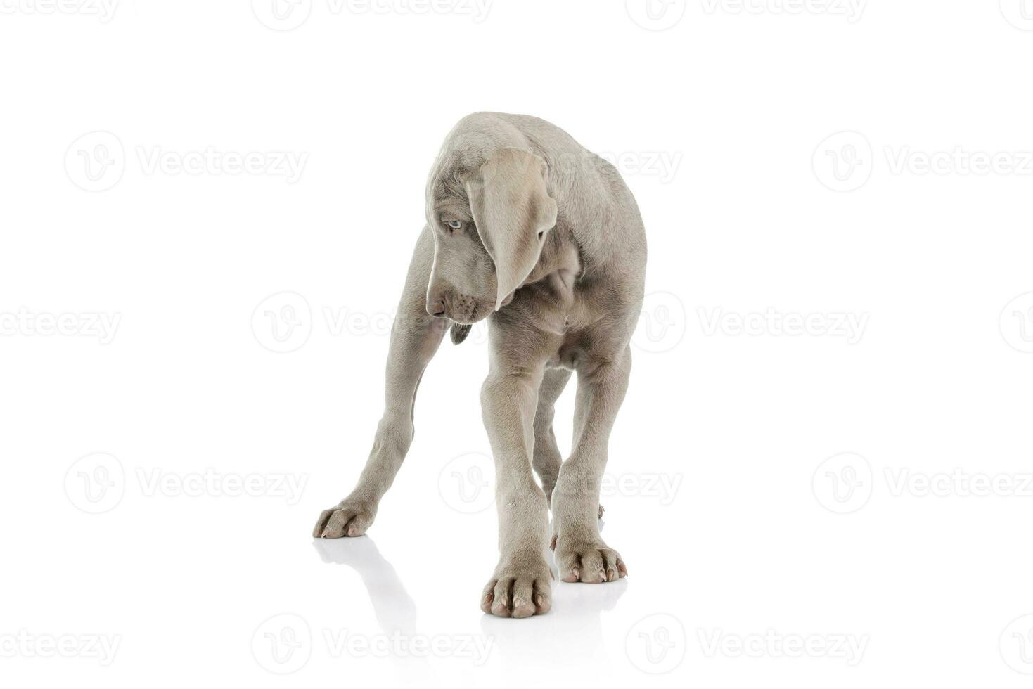 studio skott av en skön weimaraner valp foto