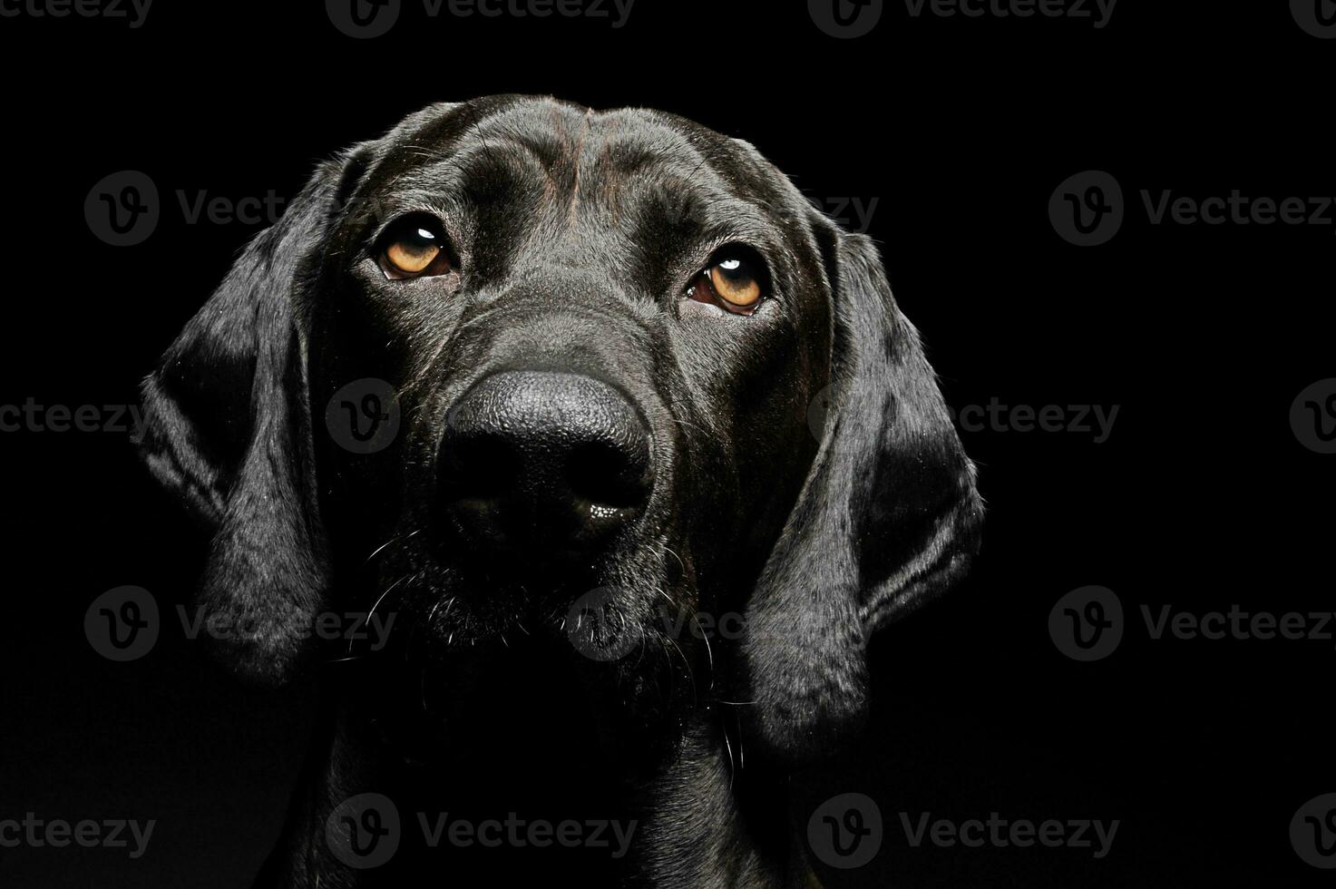 blandad ras svart hund porträtt i svart bakgrund foto