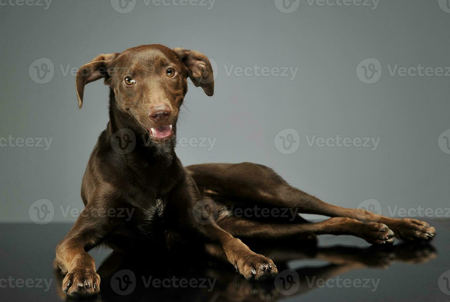 skön flygande öron blandad ras hund avkopplande i grå bakgrund foto