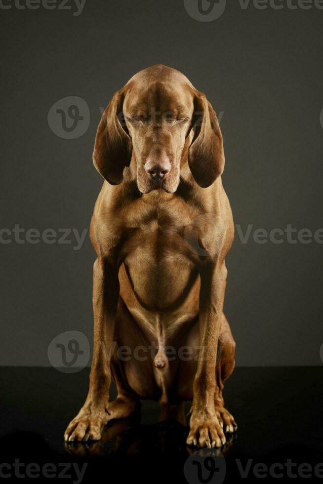 studio skott av ett förtjusande magyar vizsla foto