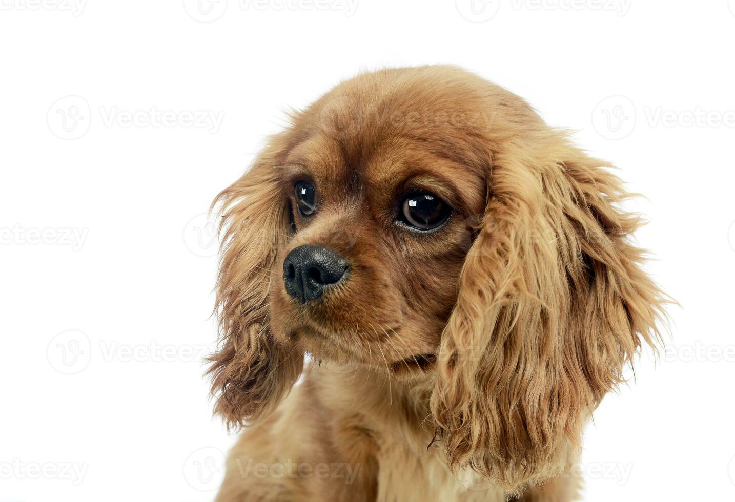 söt valp stolt kung charles spaniel i studio foto