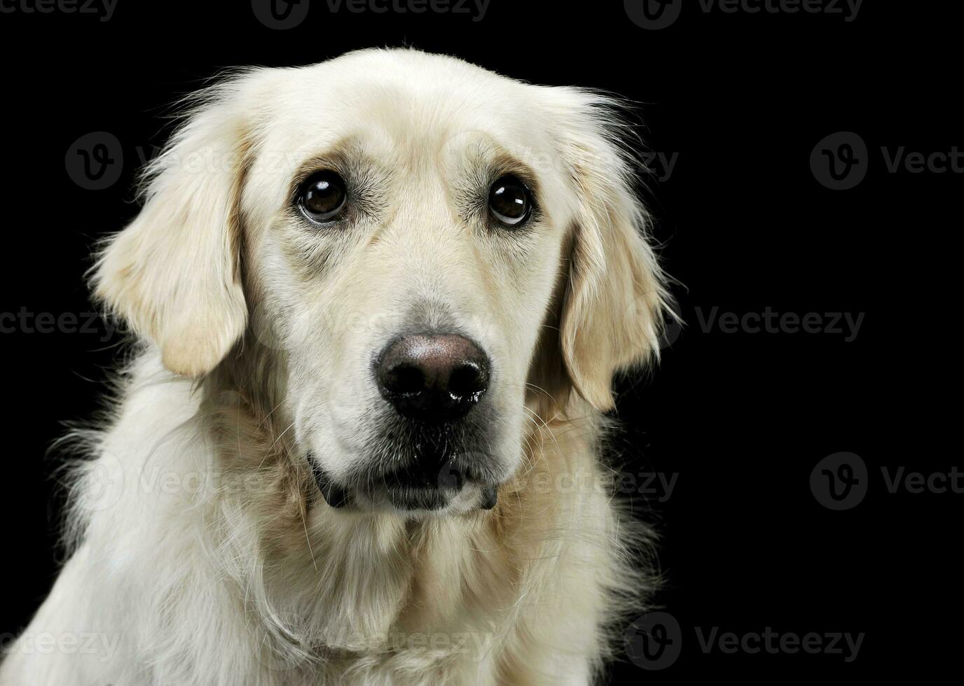 porträtt av ett förtjusande gyllene retriever ser nyfiket på de kamera - isolerat på svart bakgrund foto