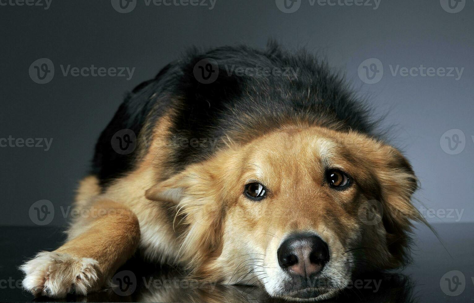 blandad ras hund ser sidoväg i en avkopplande golv studio foto