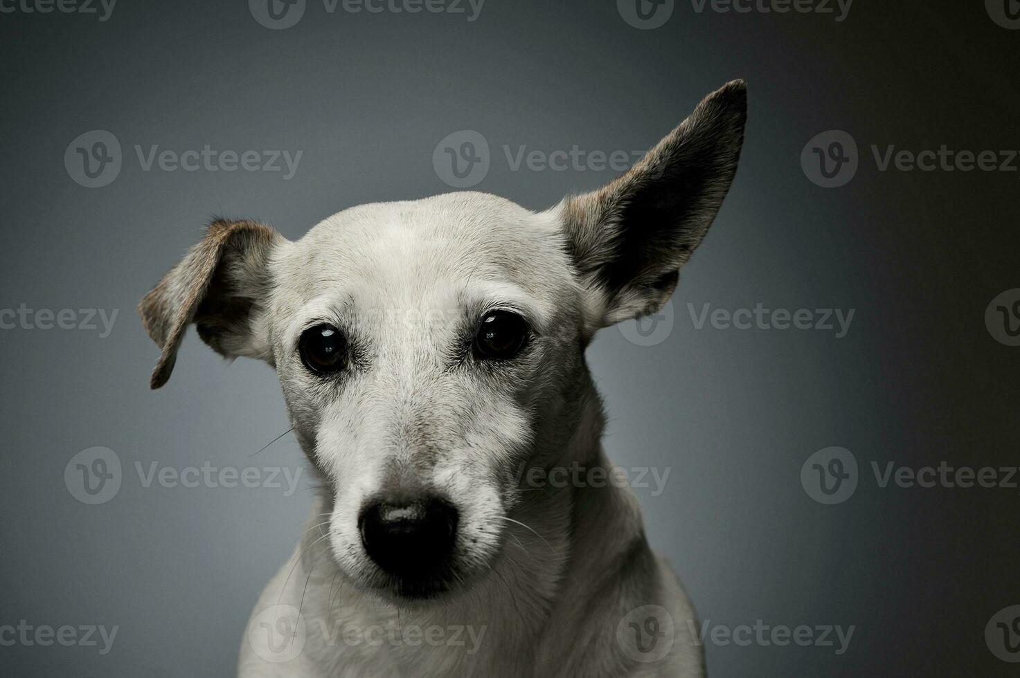 porträtt av ett förtjusande domkraft russell terrier ser nyfiket på de kamera med rolig öron foto